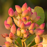 pistachio plant