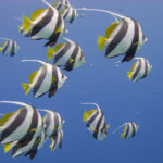 egypt sinai dahab blue hole bannerfish