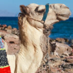 egypt sinai dahab camel ride